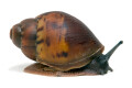 Archachatina sp. Calabar, Nigeria, juvenil